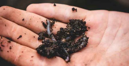 How to Use Worm Castings in Gardening