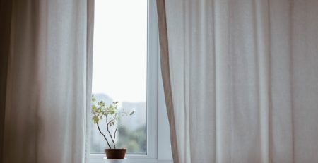 Indoor Window Plants