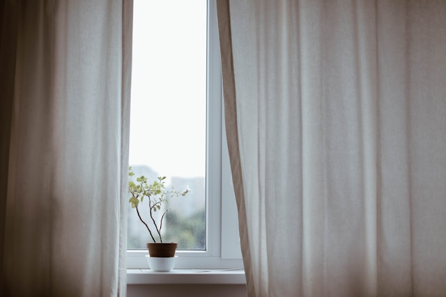 Indoor Window Plants