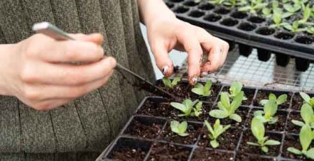 When to Separate Seedlings