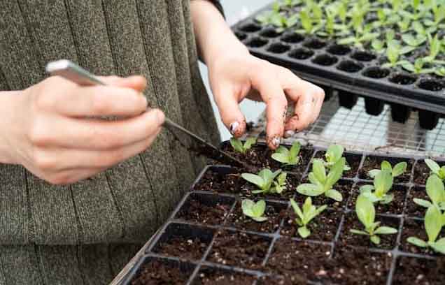 When to Separate Seedlings