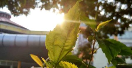 what plants like direct sunlight