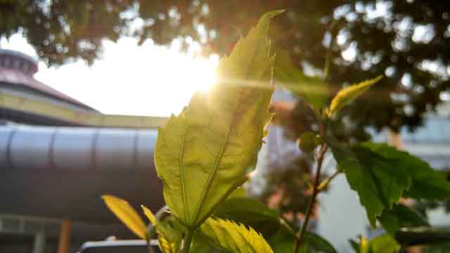 what plants like direct sunlight