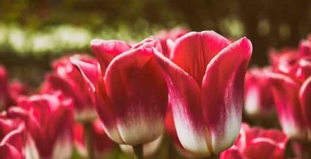 Flowers That Look Like Tulips