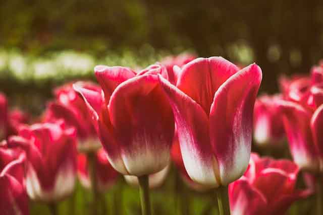 Flowers That Look Like Tulips