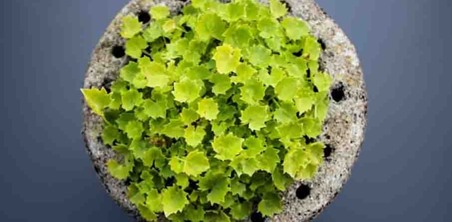 How to Grow Cilantro from Cuttings