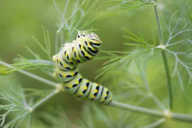 Black and Yellow Caterpillar