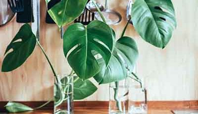 Can You Cut Monstera Aerial Roots