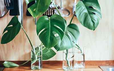 Can You Cut Monstera Aerial Roots