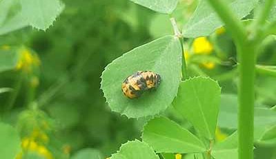 common garden pests