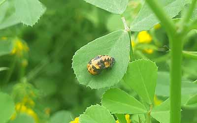 common garden pests