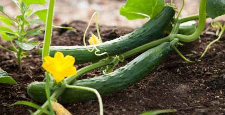 cucumber leaves turning yellow