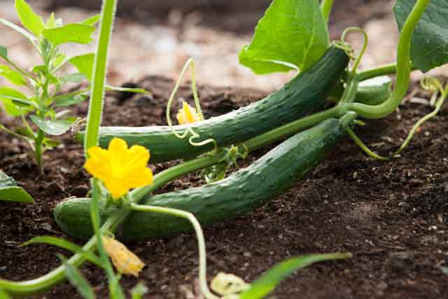 cucumber leaves turning yellow