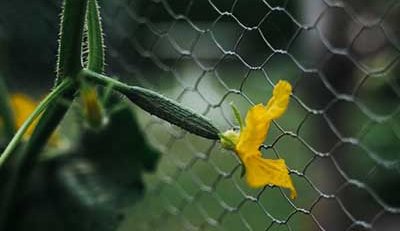 cucumber plant stages