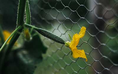 cucumber plant stages