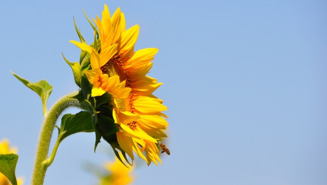 How Late Can You Plant Sunflowers