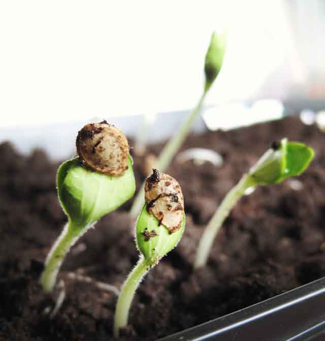 how long does it take for 4 o'clocks to bloom from seed