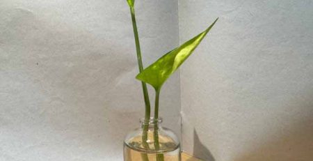 how to shine plant leaves naturally