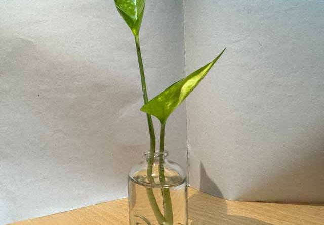 how to shine plant leaves naturally