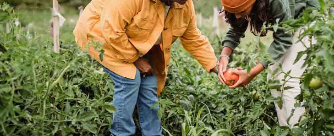 raised bed vegetable gardening for beginners