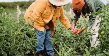 raised bed vegetable gardening for beginners