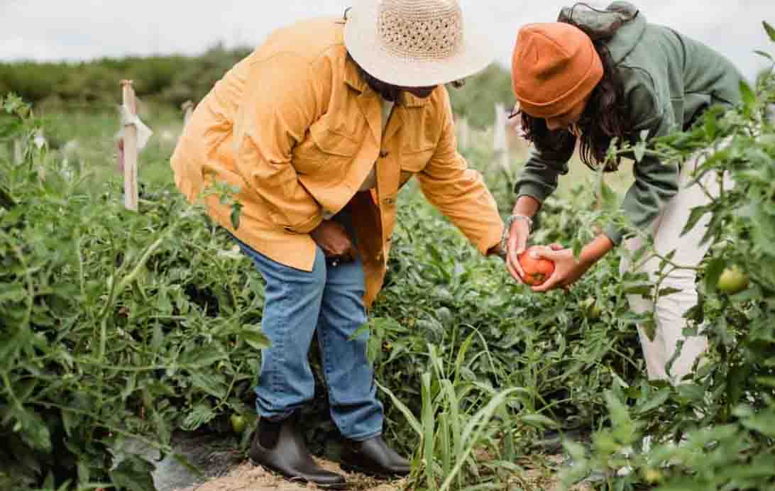 raised bed vegetable gardening for beginners