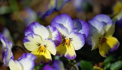 what temperature will kill pansies