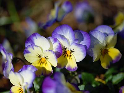 what temperature will kill pansies