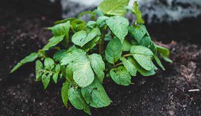 when to dig sweet potatoes