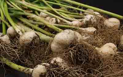 when to harvest garlic scapes