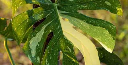 why is my monstera turning yellow