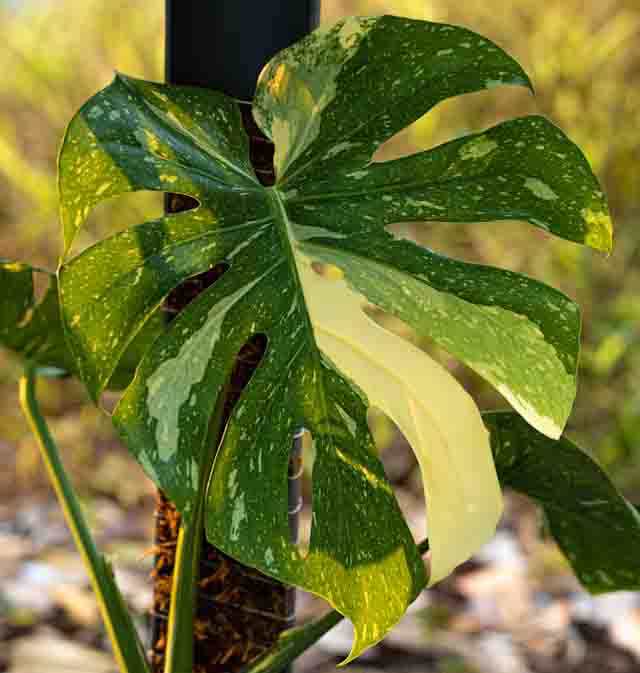 why is my monstera turning yellow