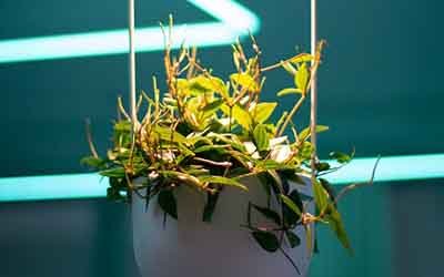 Indoor Hanging Plants