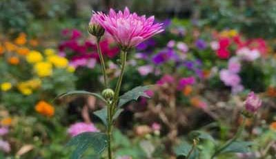 how deep to plant zinnia seeds