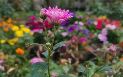 how deep to plant zinnia seeds