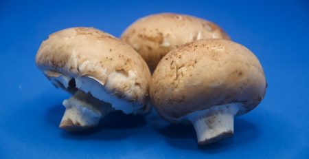 how to grow portobello mushrooms