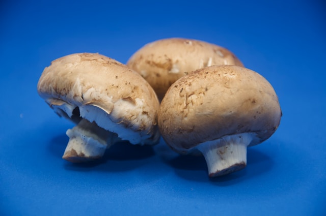 how to grow portobello mushrooms