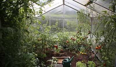 natural fertilizer for tomatoes