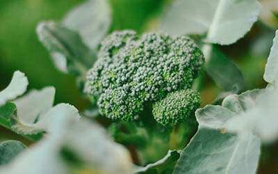 Can You Grow Broccoli in a Pot