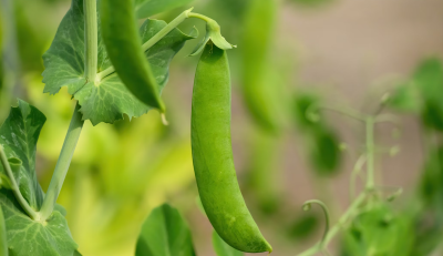 Growing Sugar Snap Peas