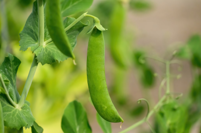 Growing Sugar Snap Peas