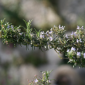 how big does rosemary grow