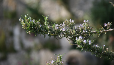 how big does rosemary grow