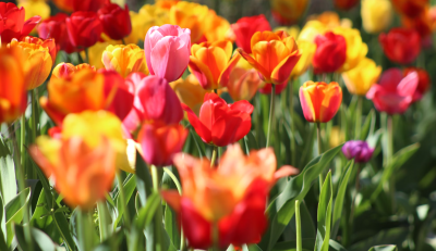 How to Cut Tulips So They Regrow