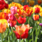 How to Cut Tulips So They Regrow