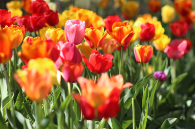 How to Cut Tulips So They Regrow