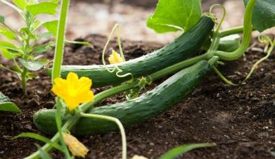 How to hand pollinate cucumbers