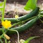 How to hand pollinate cucumbers