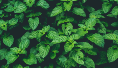 How to transplant mint