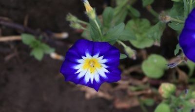 When Do Morning Glories Bloom